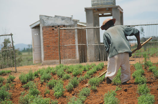 Thymian Anbau - thyme