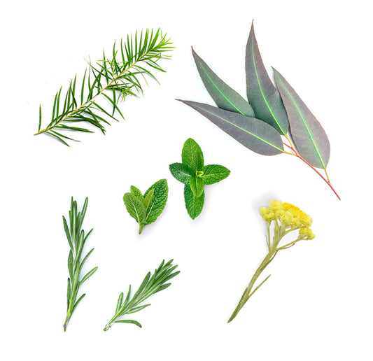 doTERRA deep blue ätherische Ölmischung was ist enthalten