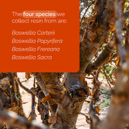 Frankincense Oil Essential Oils Did You Know Social Media US English Instagram Educational Square 2