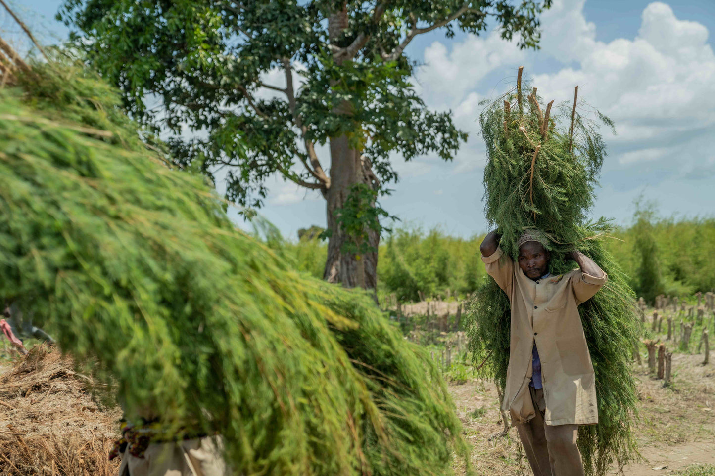 3X Impact Tee Tree, Kenya 5