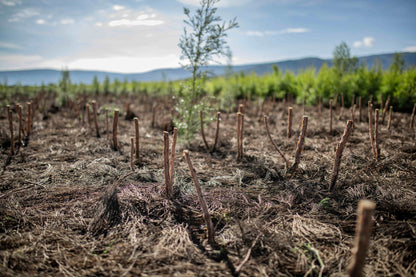3X Impact Tee Tree, Kenya 7