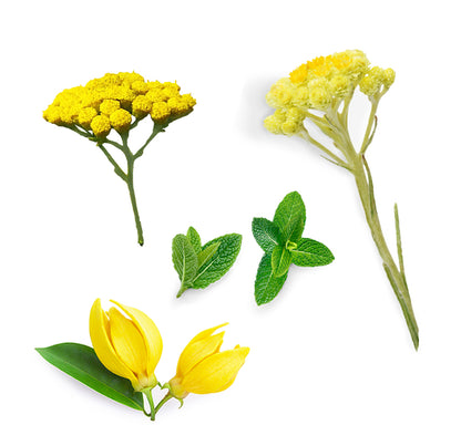 doTERRA deep blue rub beruhigende Creme minta was ist enthalten