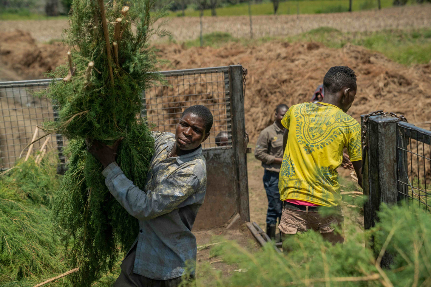 doTERRA Teebaum (Tee tree) ätherisches Öl 15 ml