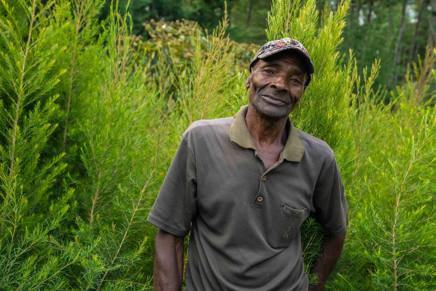 doTERRA Teebaum (Tee tree) ätherisches Öl 15 ml