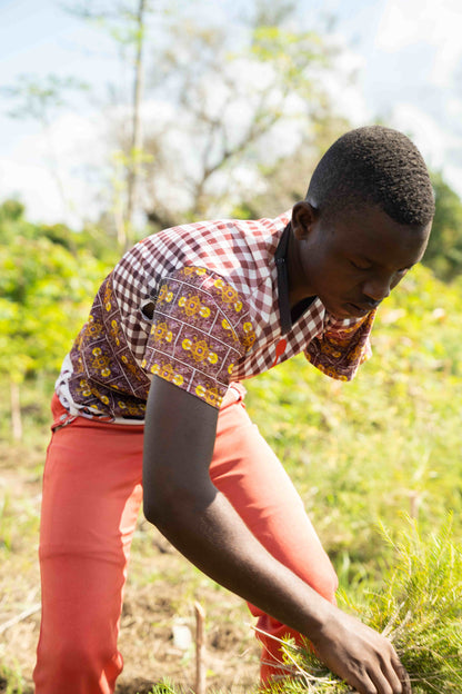 doTERRA Teebaum (Tee tree) ätherisches Öl 15 ml