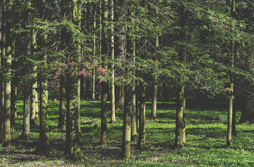 Sibirische Tanne - siberian fir