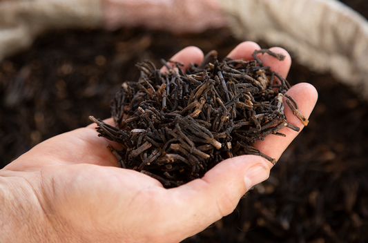 doTERRA Gewürznelke ätherisches Öl - clove 15 ml