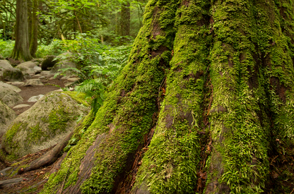 Rotzeder - cedarwood