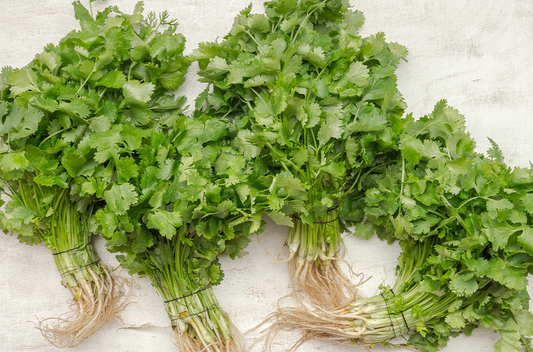 Korianderkraut - cilantro