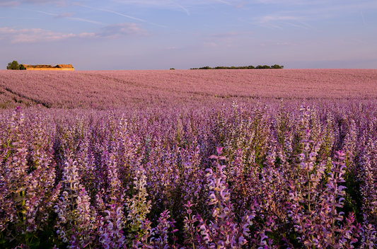 Muskatellersalbei Feld - clary sage