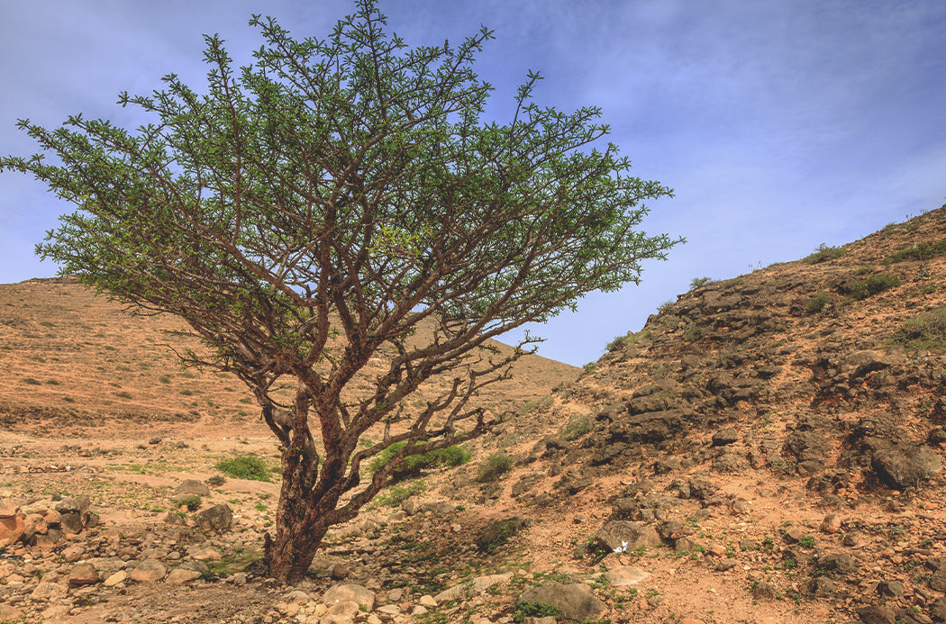 Weihrauch - frankincense