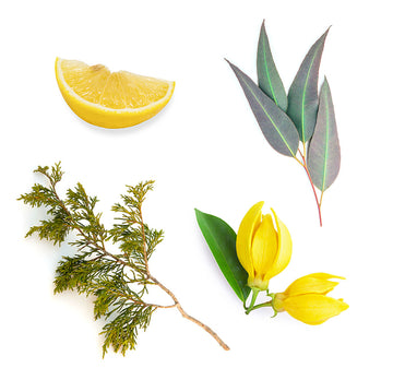 doTERRA terrashield was ist enthalten