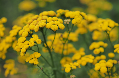 doTERRA Blauer Rainfarn blue tansy