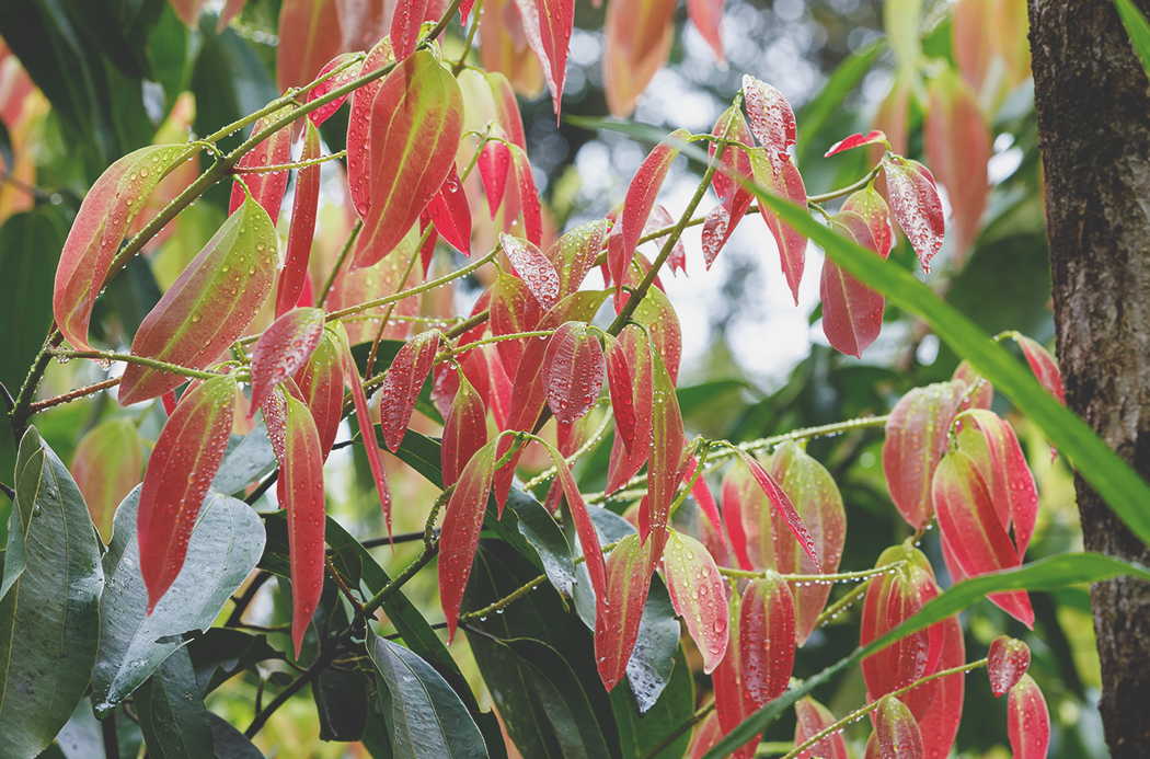 doTERRA Zimt cinnamon