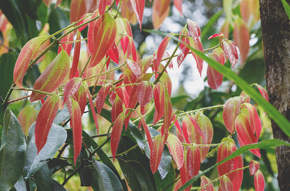 doTERRA Zimt cinnamon