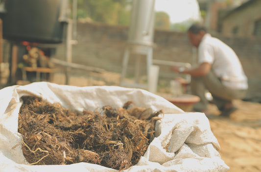 doTERRA Indische Narde ätherisches Öl - spikenard 5 ml